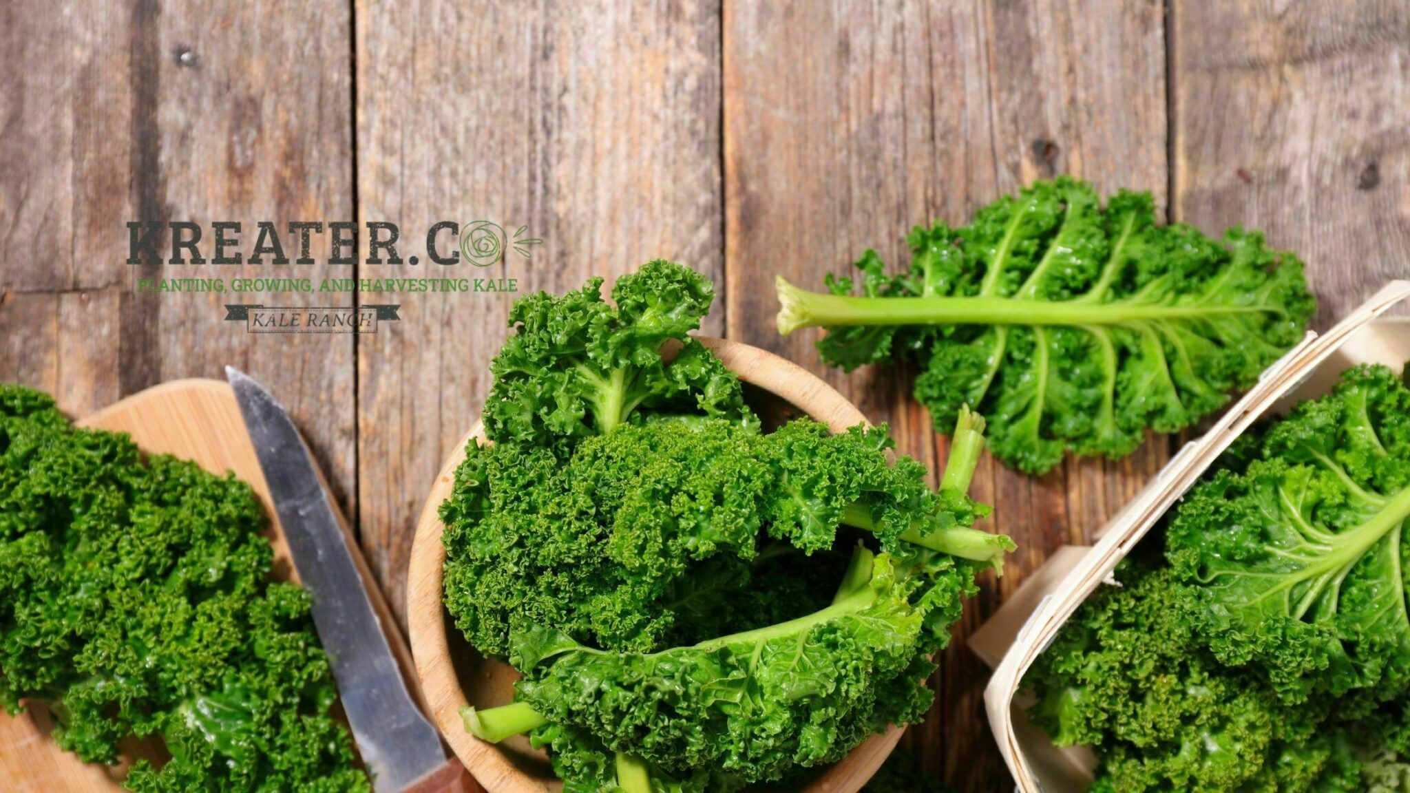 Herb Strippers 10 Best That Will Change Your Life herb-strippers-10-best-that-will-change-your-life