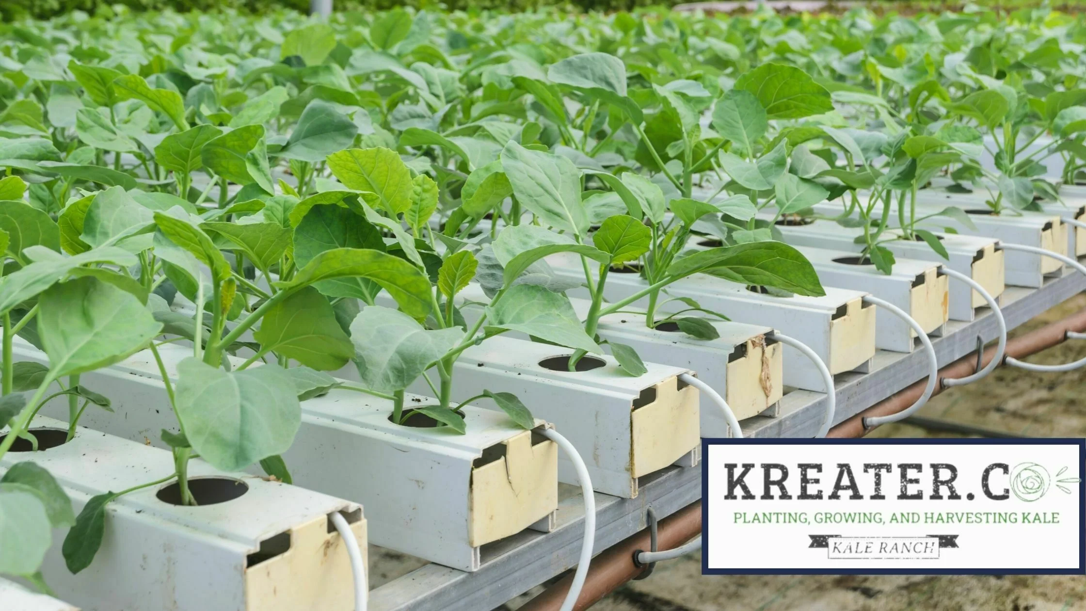 hydroponic kale