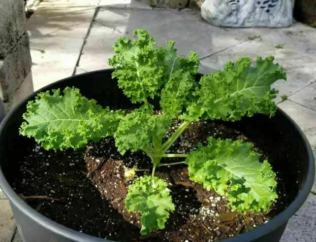 how to grow Kale Indoors