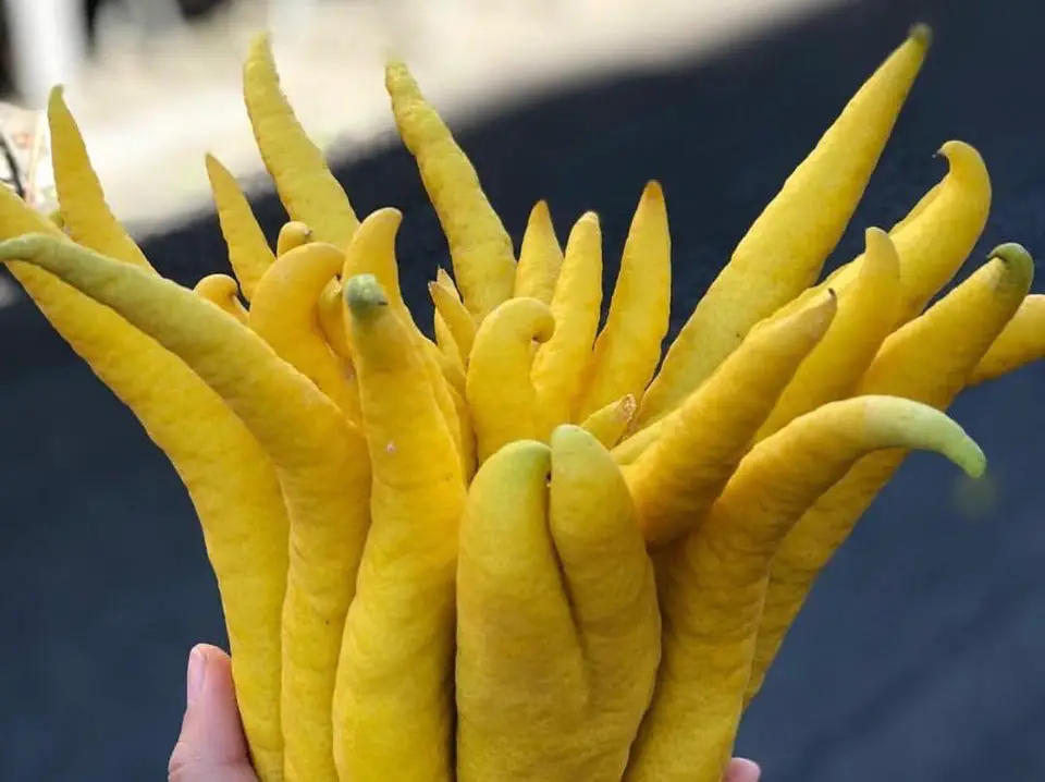 Different Types Of Lemons 5 BUDDHAS HAND LEMON 1 1