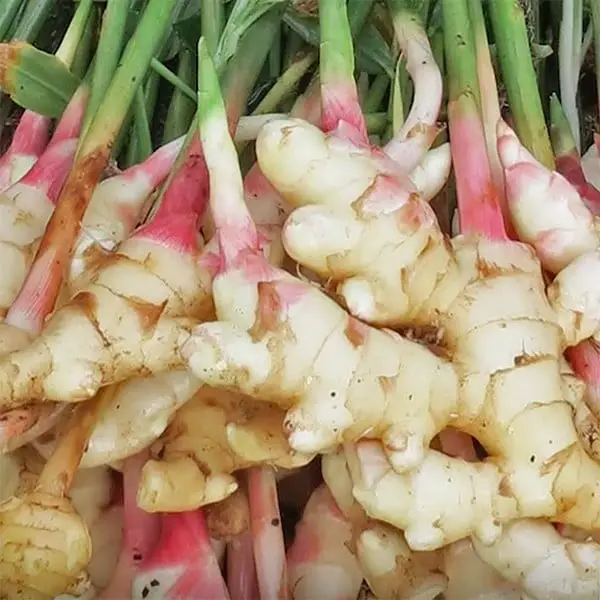 Types Of Ginger Types Of Ginger