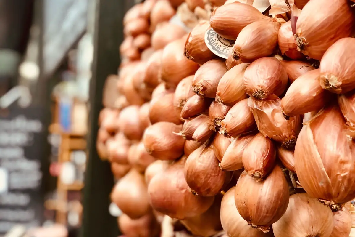Types Of Onions Types Of Onions