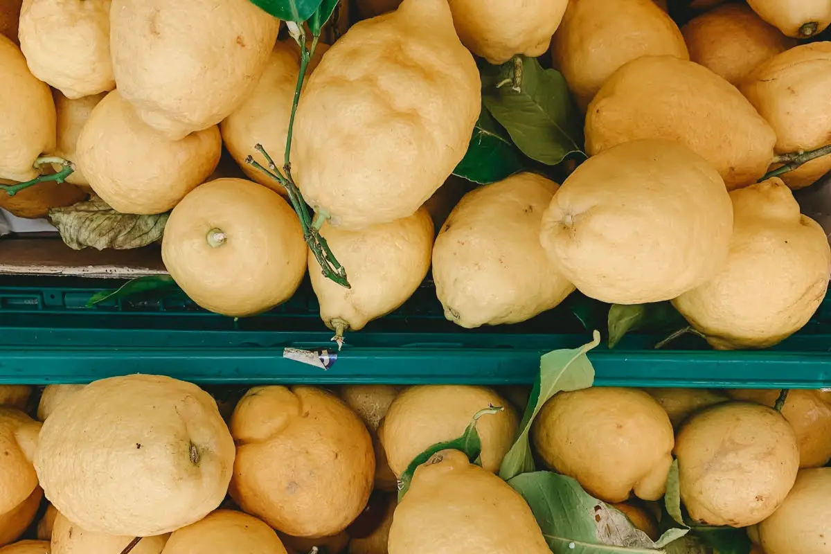 Different Types Of Lemons 7 Citron Lemon
