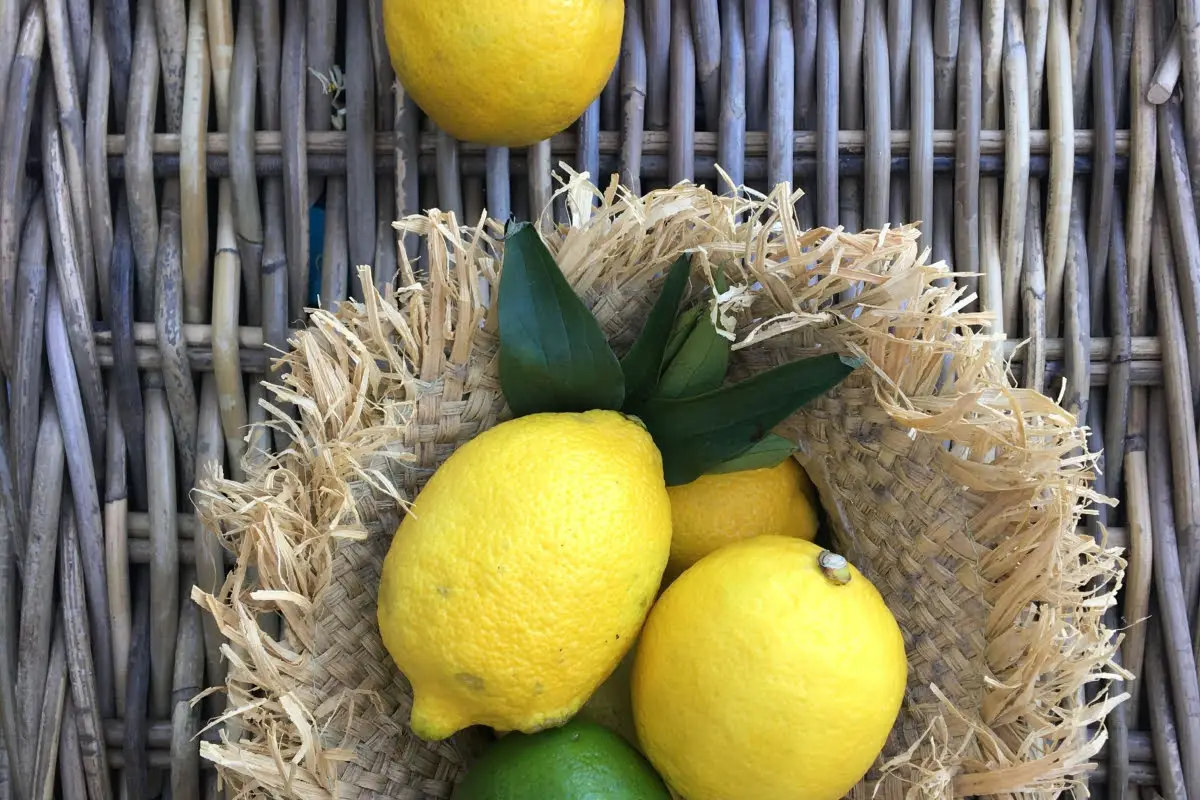 Different Types Of Lemons 8 Dorshapo Lemon
