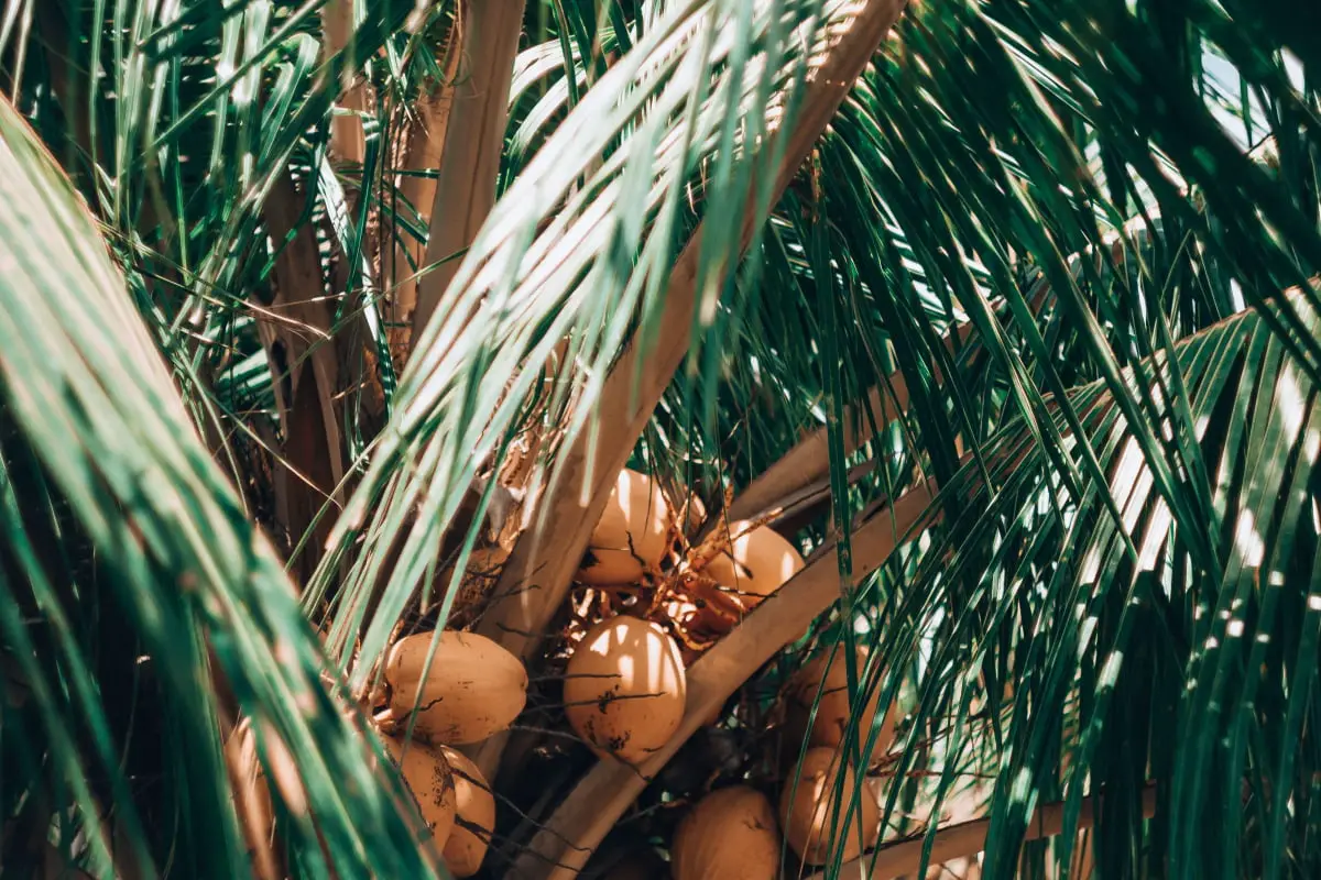 Different Types Of Coconuts 3 Different Coconuts