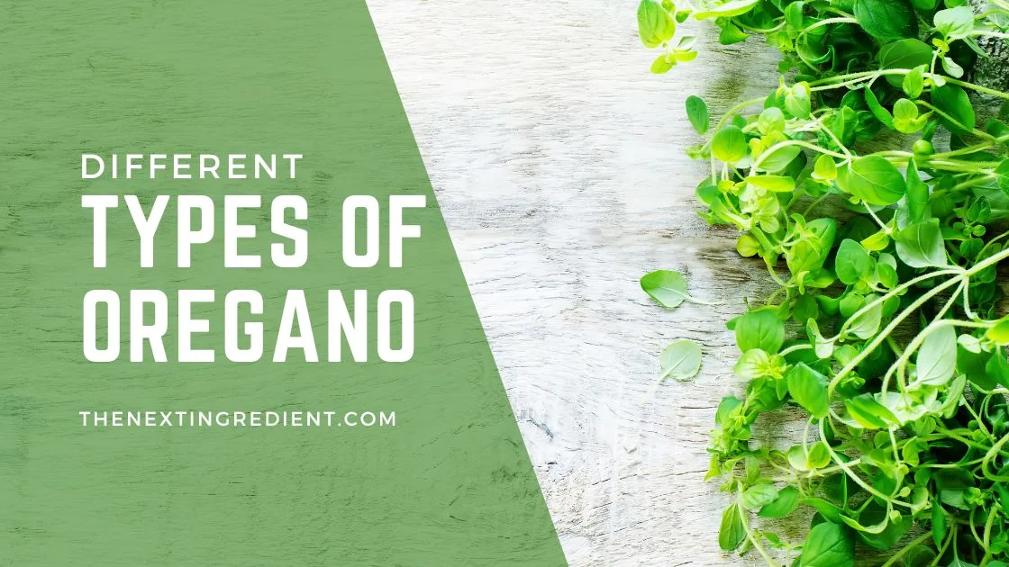 Different Types Of Oregano