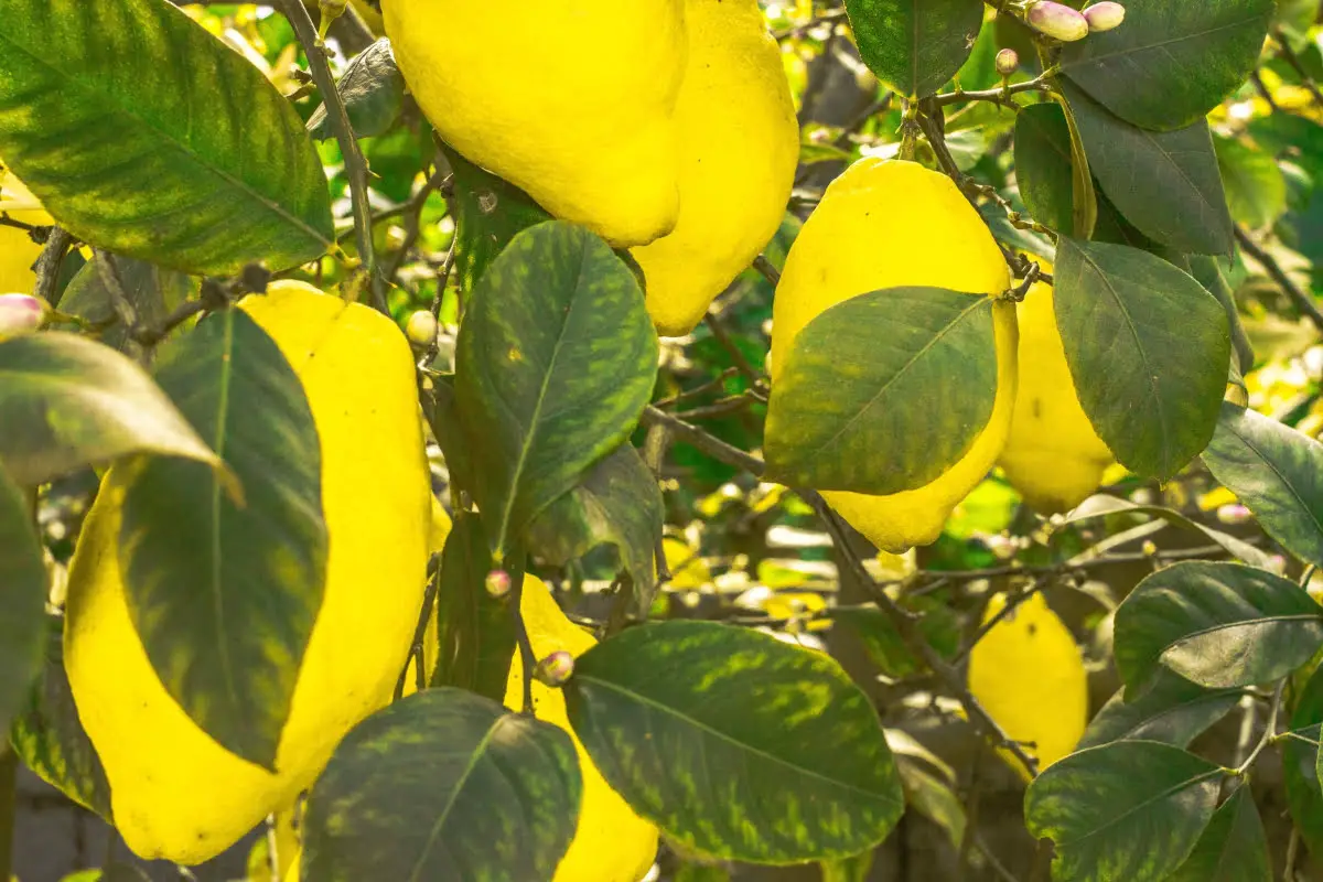 Different Types Of Lemons 23 Escondido Lemons