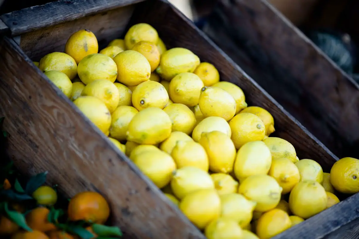 Different Types Of Lemons 24 types of Lemons