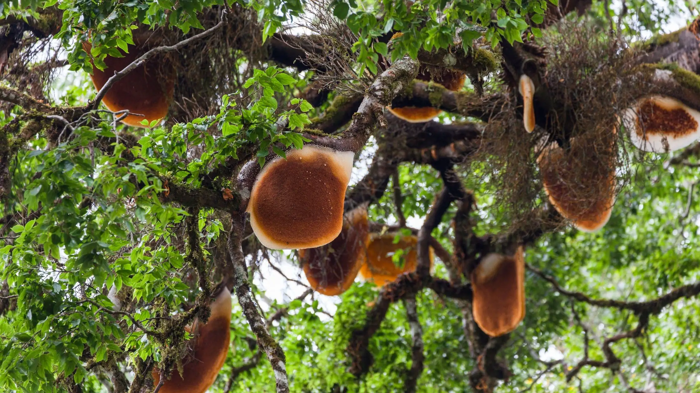 Different Types Of Honey 9 Types of Honey