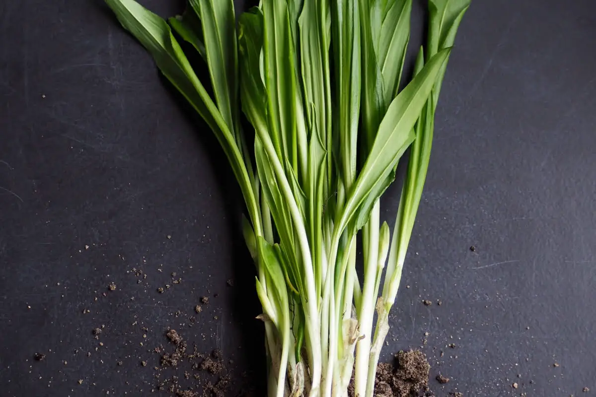 Types Of Onions green Onions
