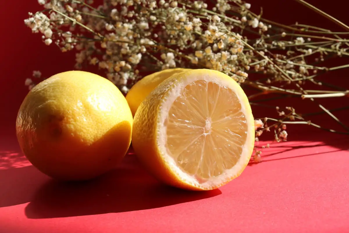 Different Types Of Lemons 26 Interdonato Lemons