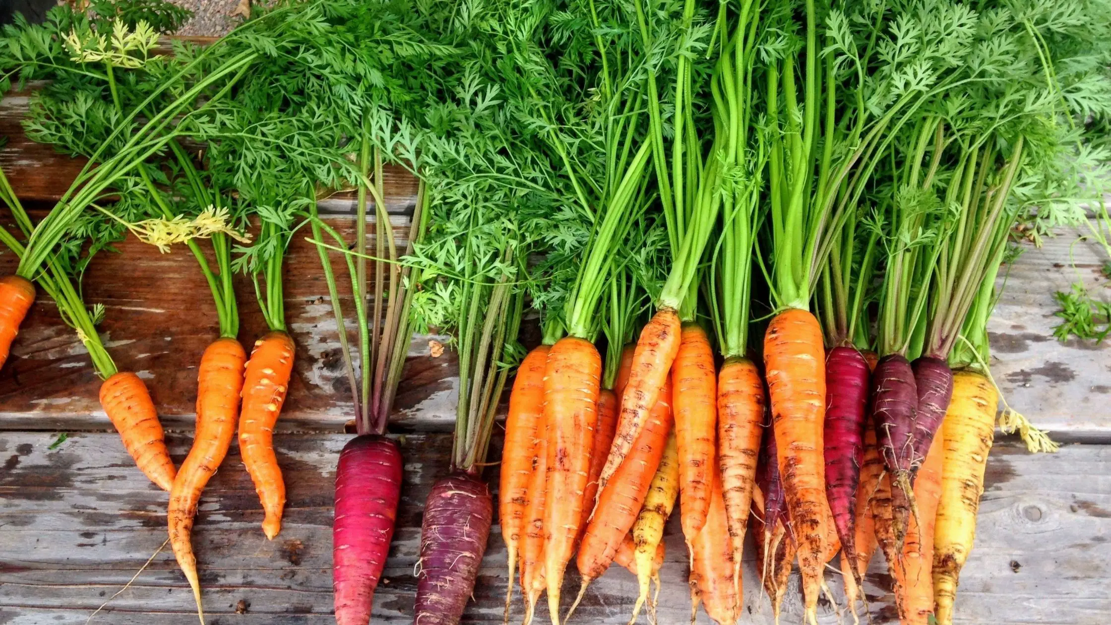 Different Types Of Carrots 6 Types of Carrots