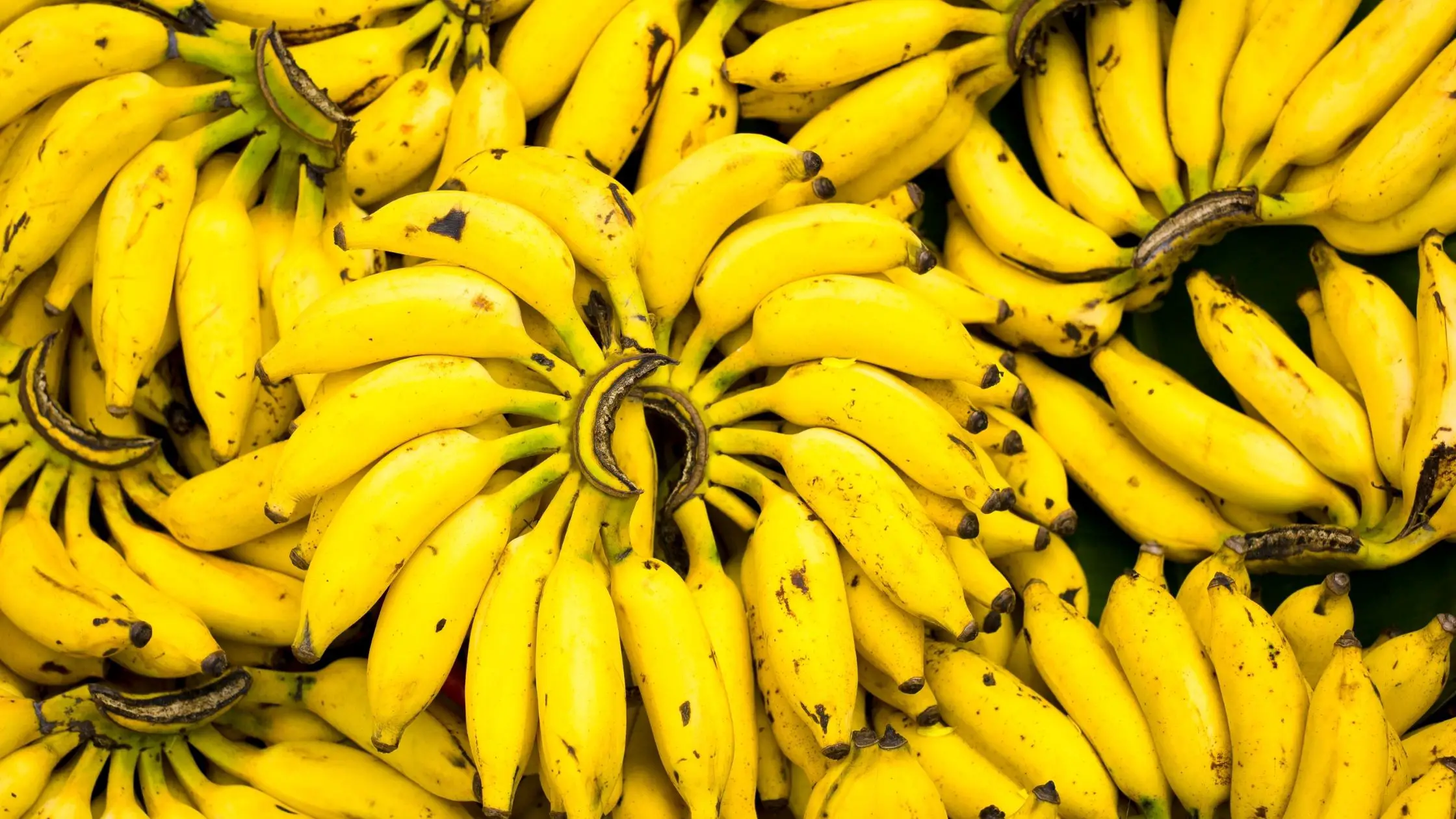 Different Types Of Bananas 11 Types of Bananas