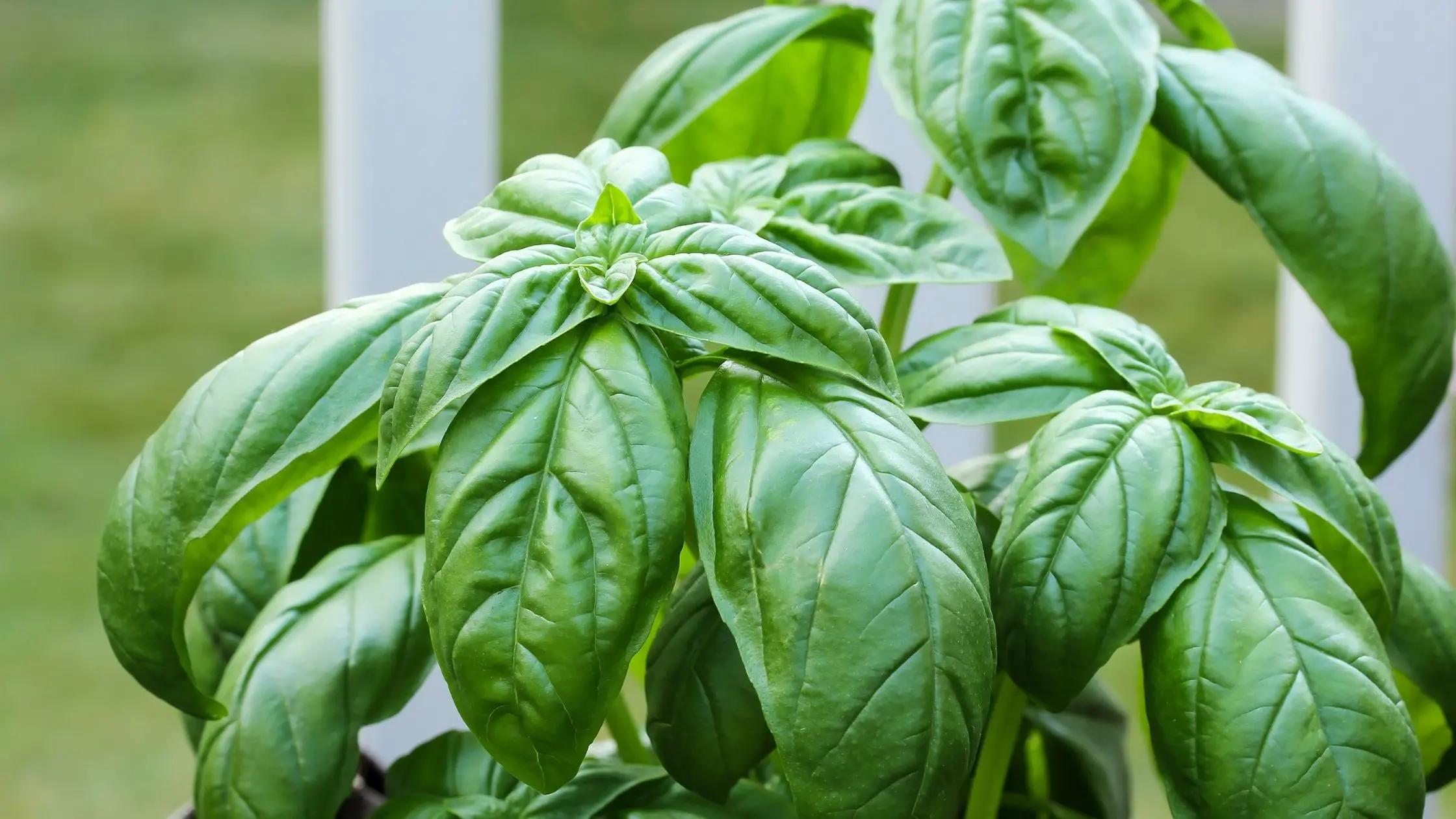 Different Types Of Basil 9 Types of basil