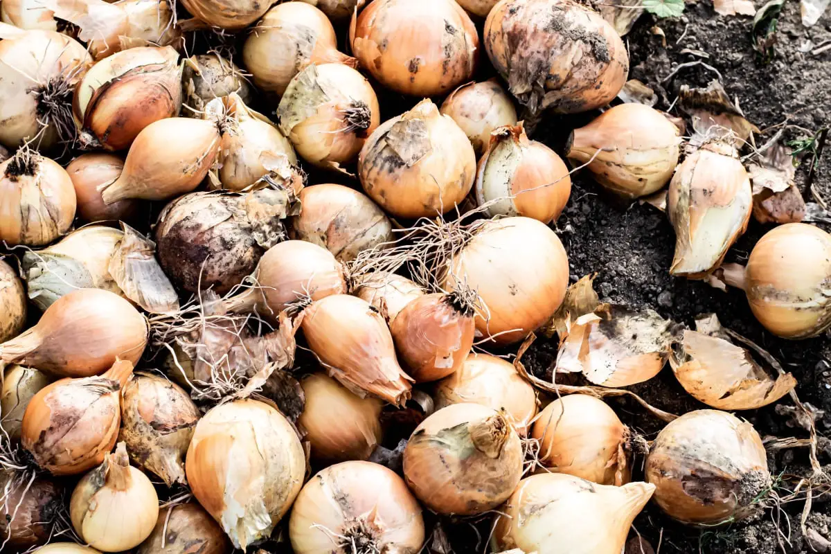 Types Of Onions types of onions