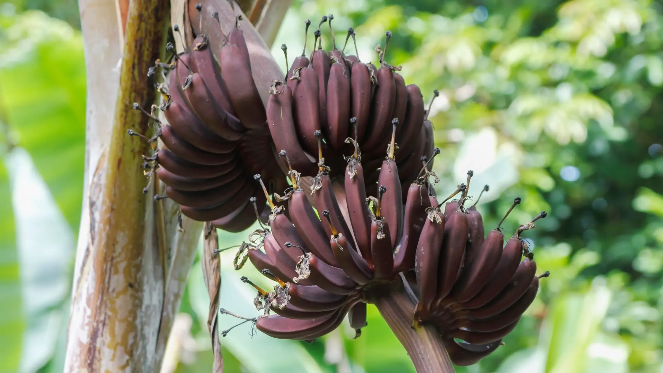 Different Types Of Bananas 7 Types of Bananas