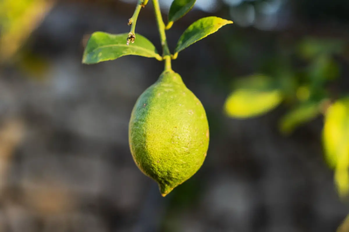 Different Types Of Lemons 17 True Lemon