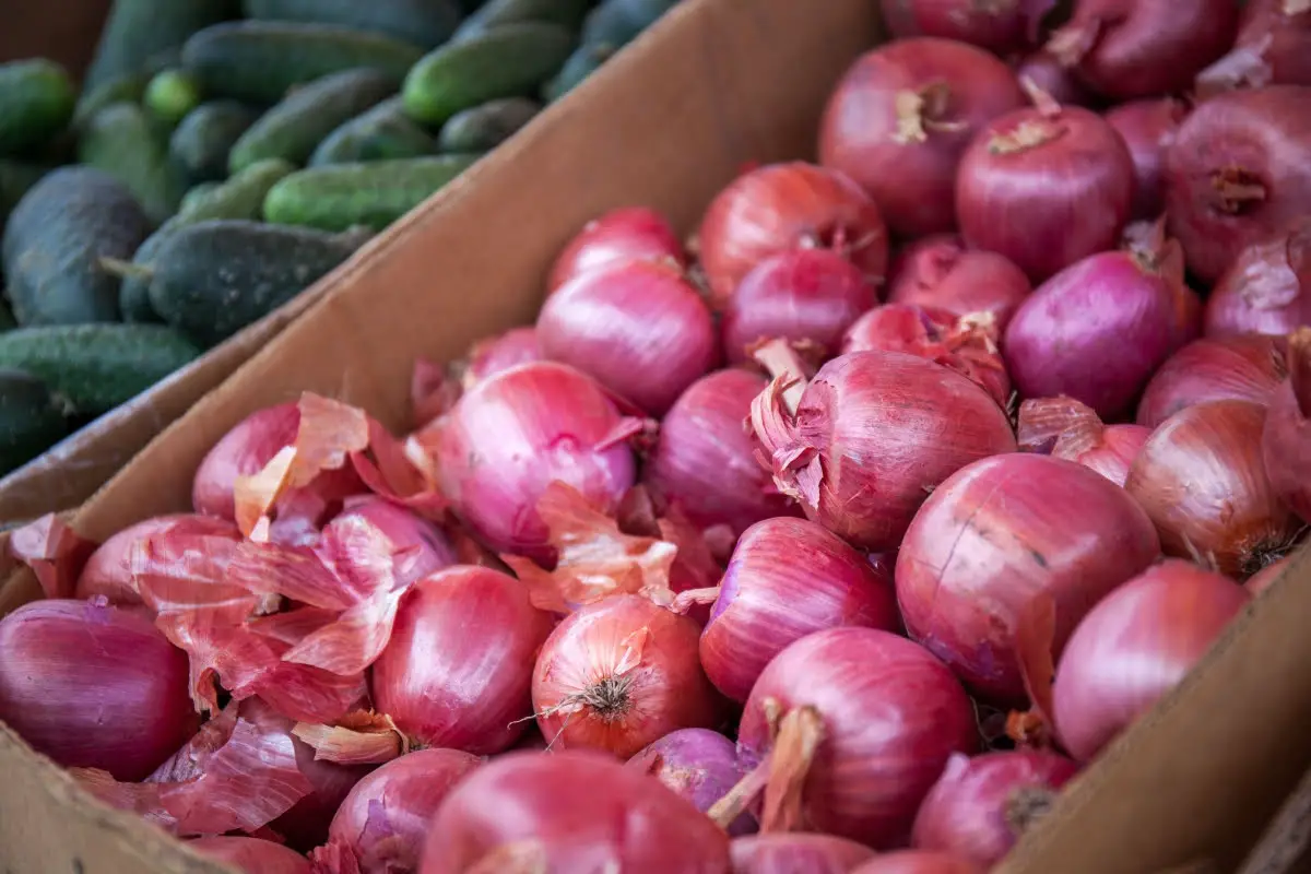 Types Of Onions types of onions