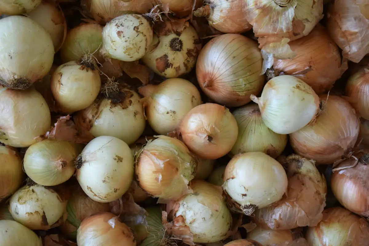 Types Of Onions Yellow Onions