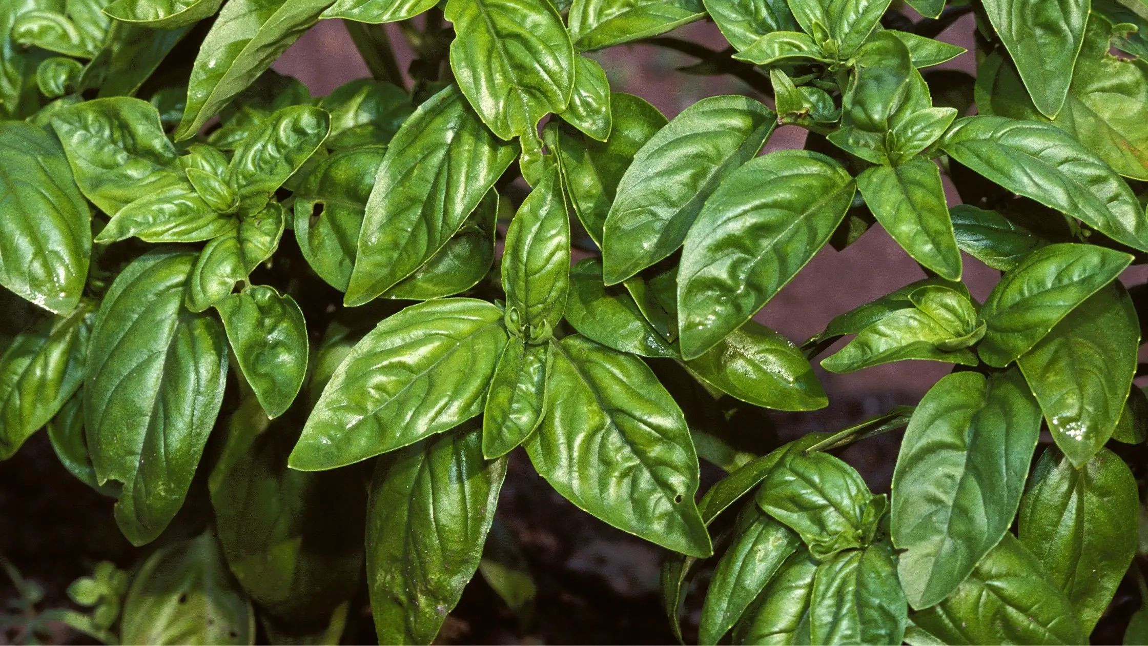 Different Types Of Basil 3 types of Basil