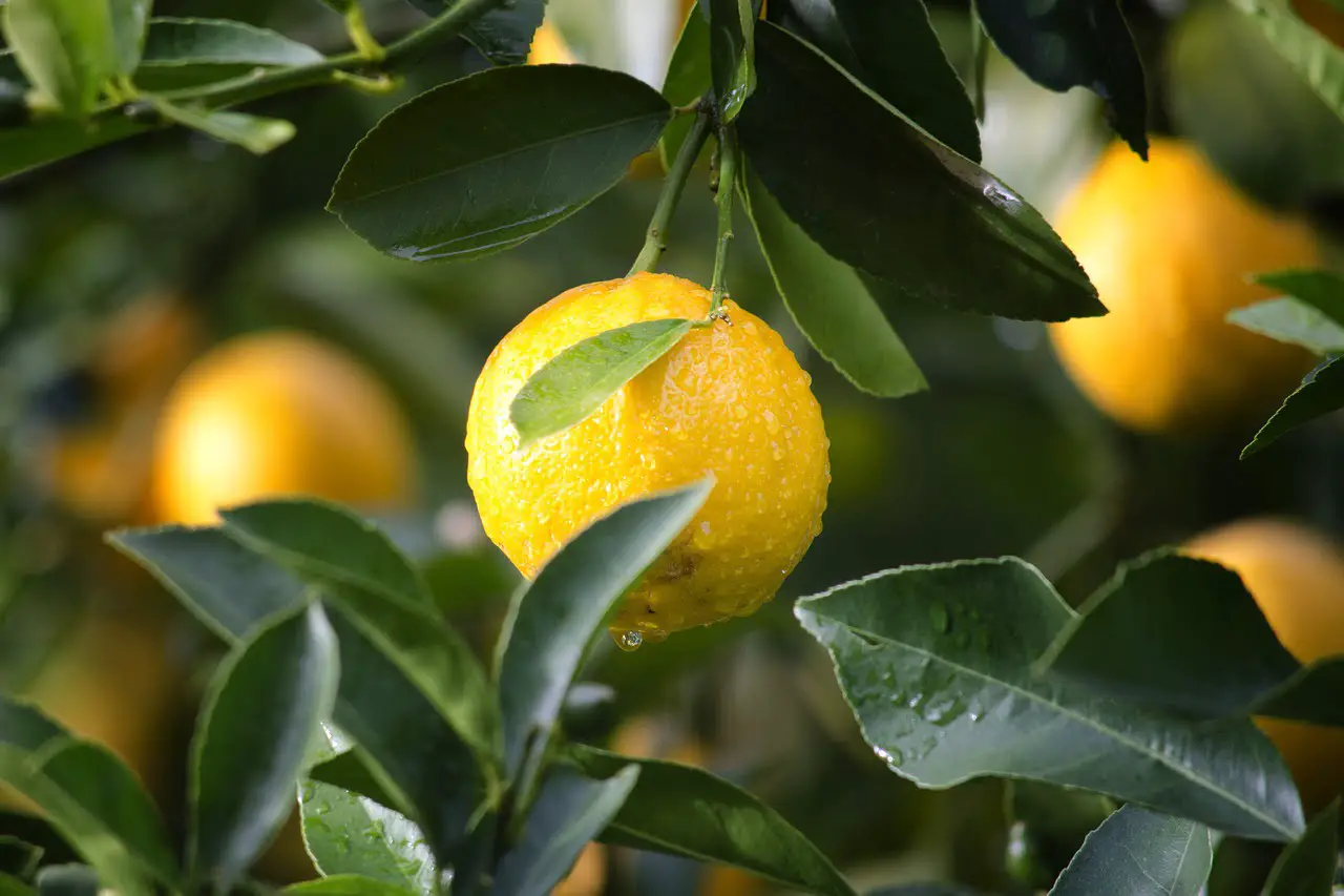 Different Types Of Lemons 3 Types Of Lemons